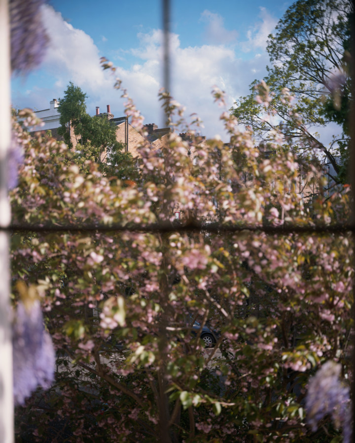 Color photograph through a window of flowering plants and rooftops beyond.