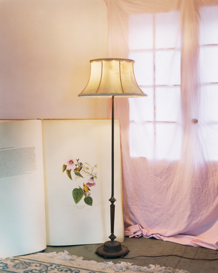 Color photograph of a lamp standing in front of an oversized book of flower illustrations.