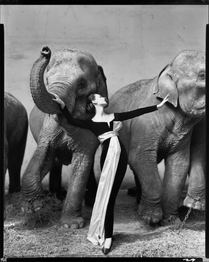 A black and white photograph of a woman in an evening gown, between two elephants. The left elephant has it's trunk raised, and the woman's hand is on the trunk.
