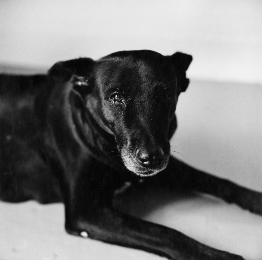 Black and white photograph of a black dog
