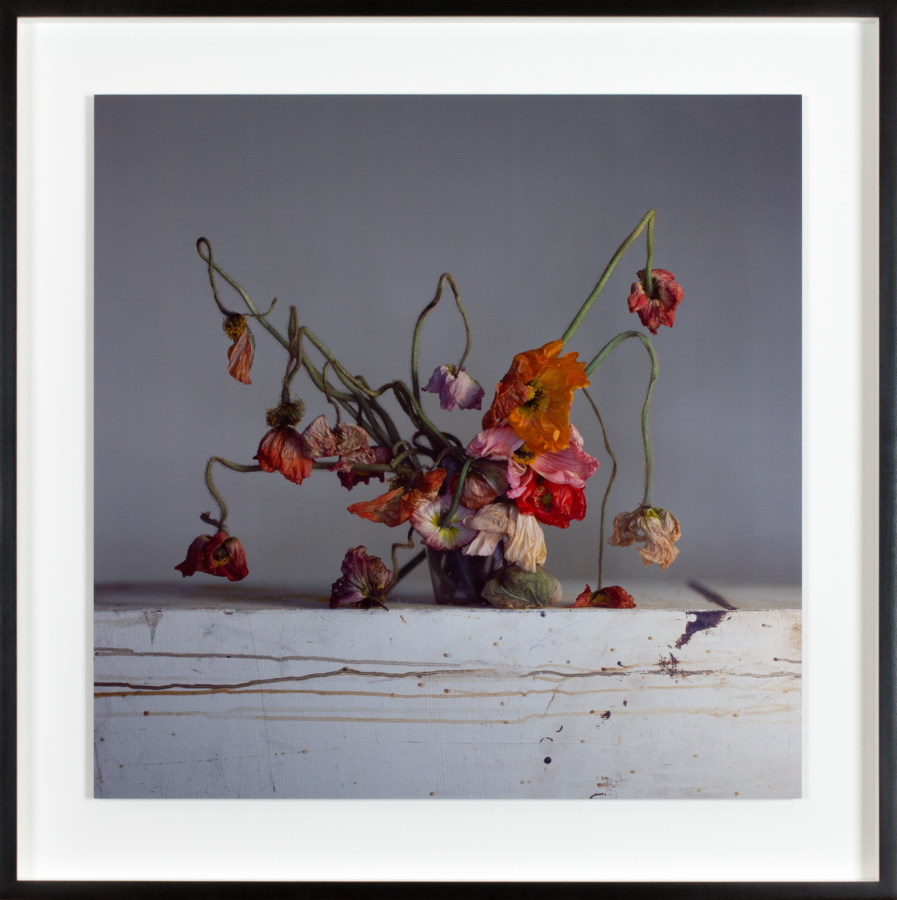 Framed color photograph of a bouquet of drying poppy flowers.