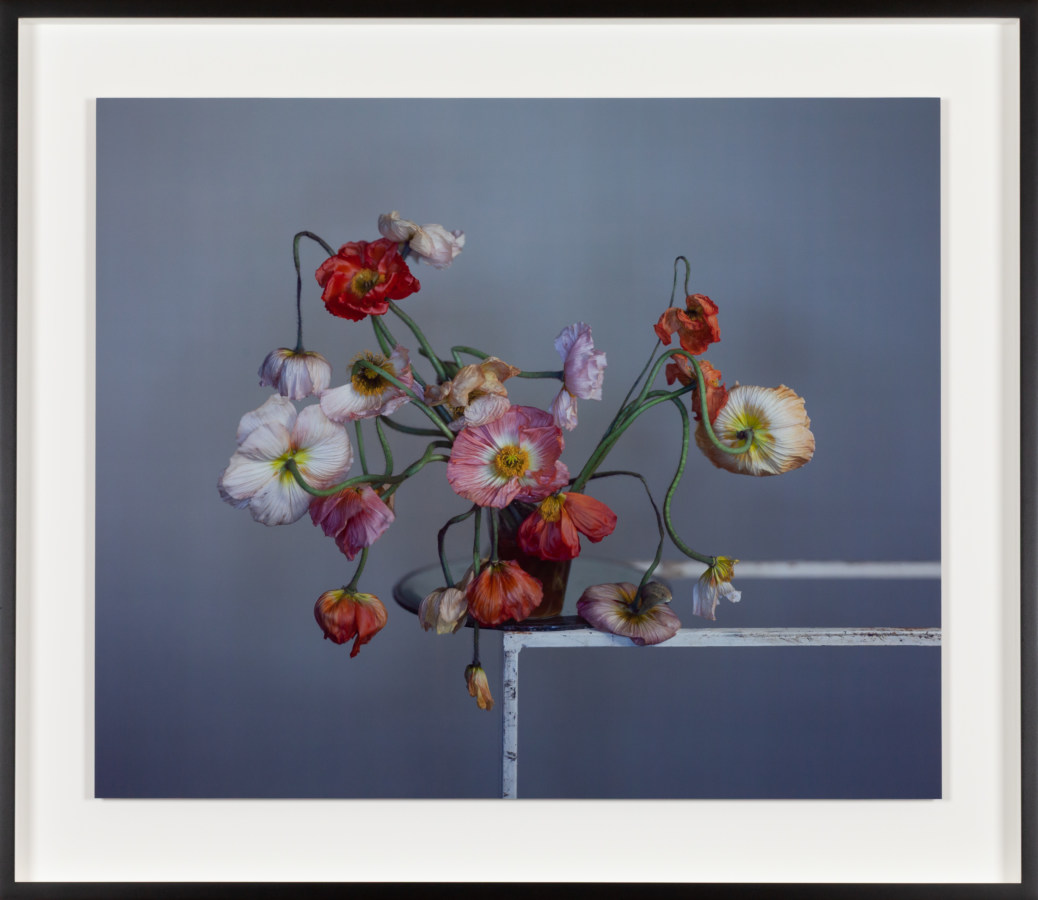 Color photograph of a glass of poppy flowers on a wire frame