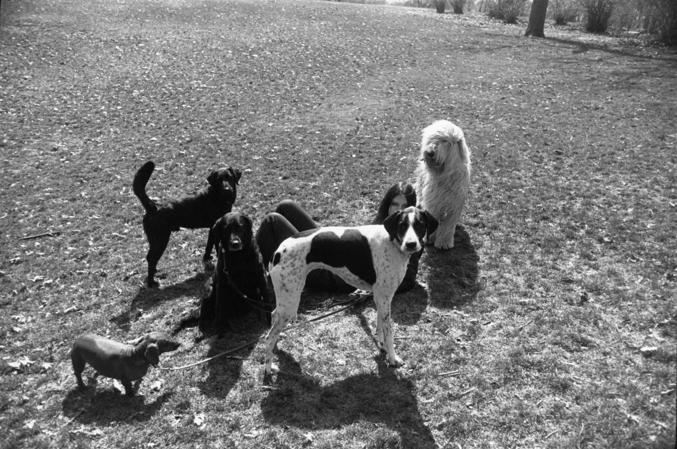 Black and white photograph of a woman reclining on a lawn with a group of dogs surrounding her