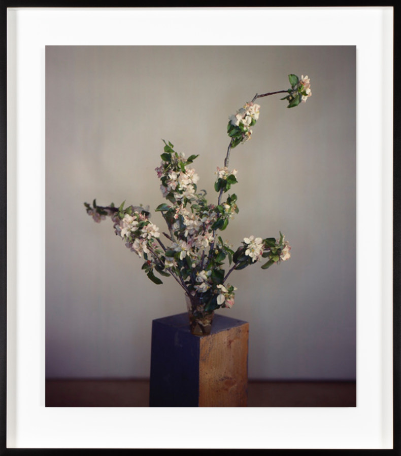 Framed color photograph of a bunch of flowering tree branches posed on a plinth