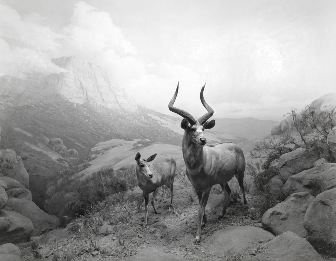 Hiroshi Sugimoto: Dioramas | Fraenkel Gallery