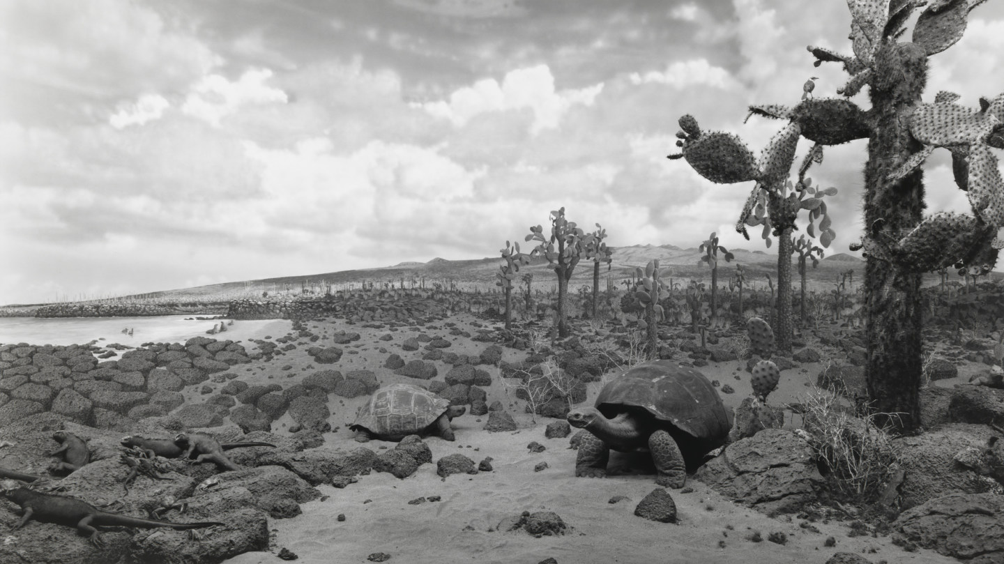 Black and white photograph of an island diorama scene with two large tortoises