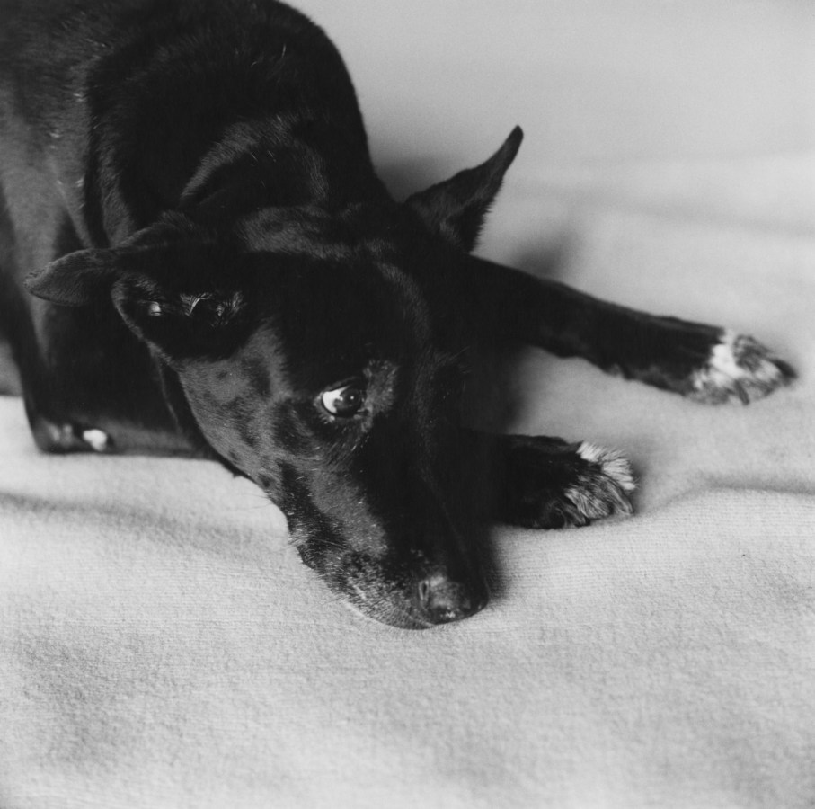 A black and white photograph of a older black dog laying down on a light colored blanket, looking off to the side