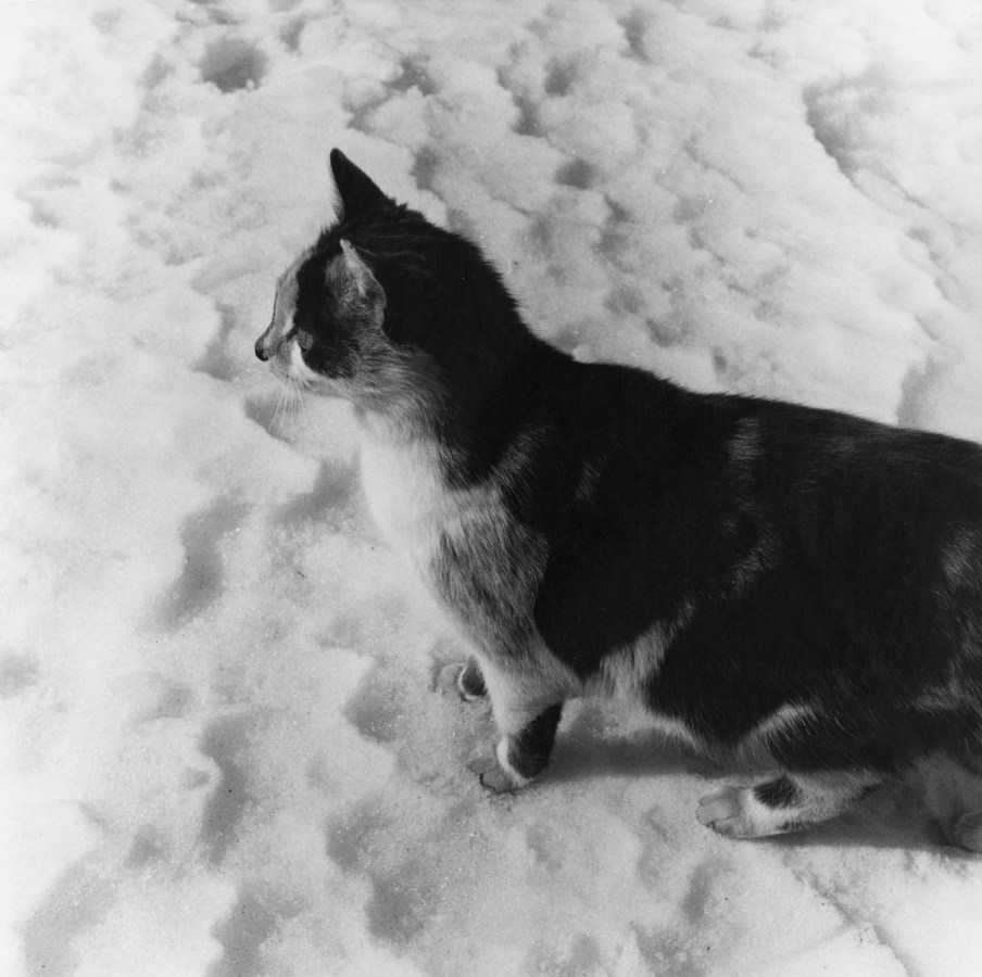 A black and white photograph of a cat in profile, walking in the snow