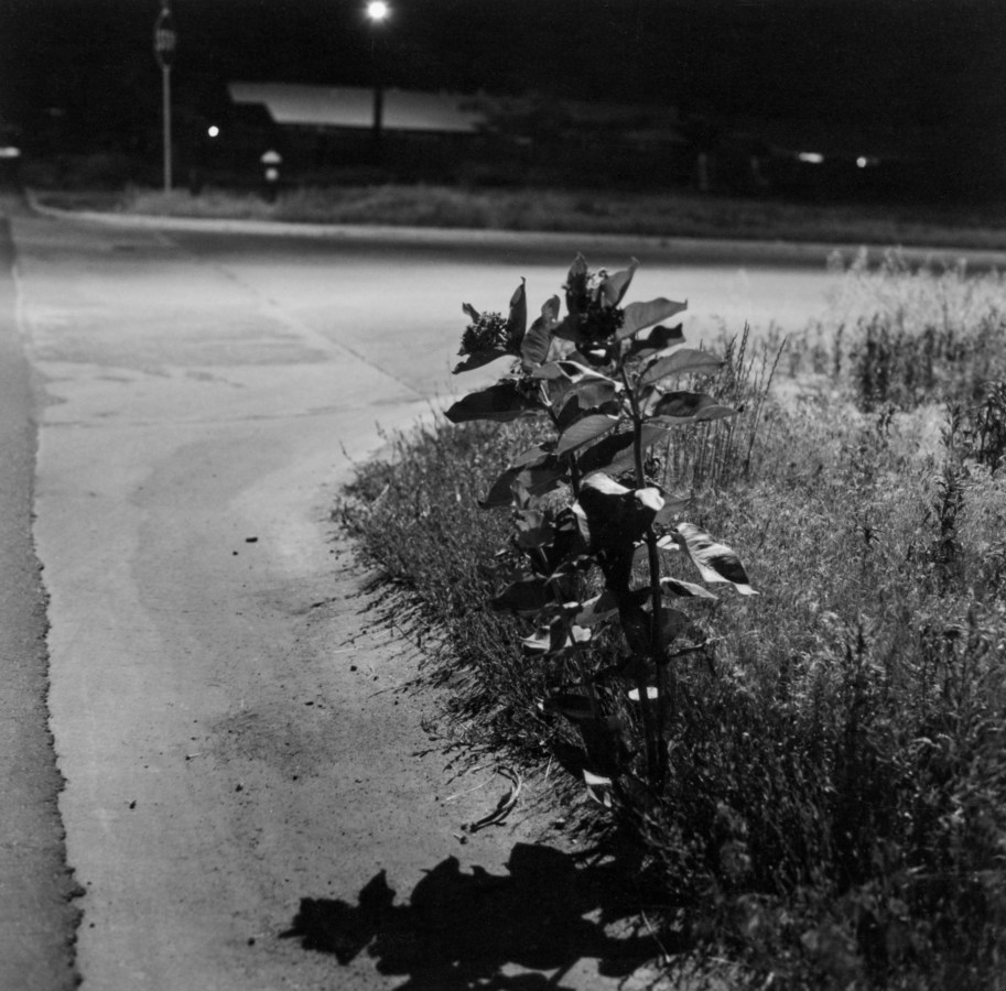 Black and white photograph of overgrown weed on side of road taken at night