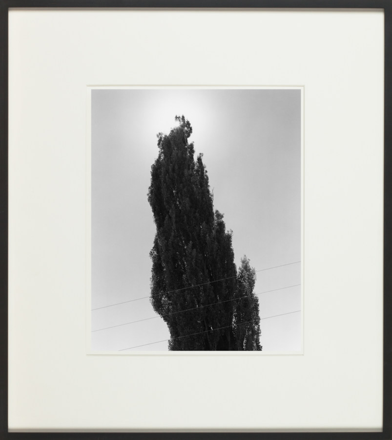 Framed black and white photograph of a tree against the sky with three wires crossing the lower third of the frame