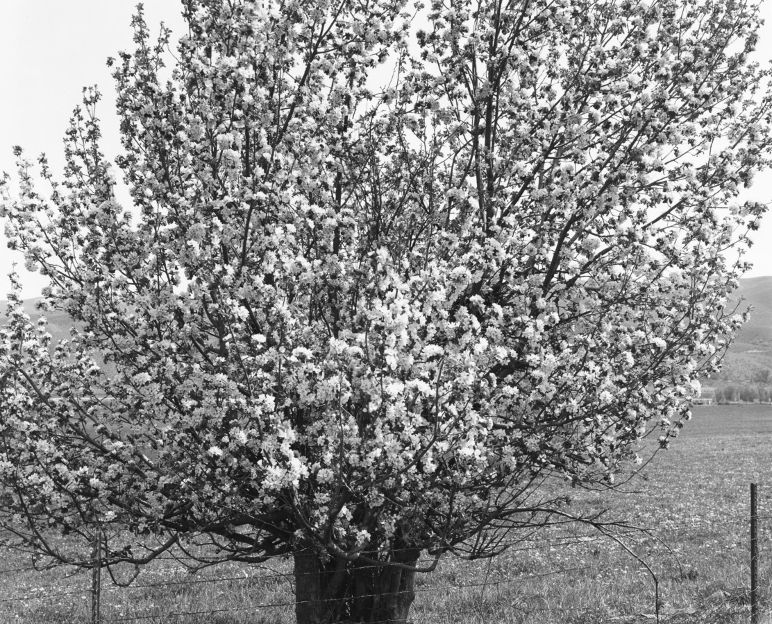 Black and white photograph of a tree in bloom.