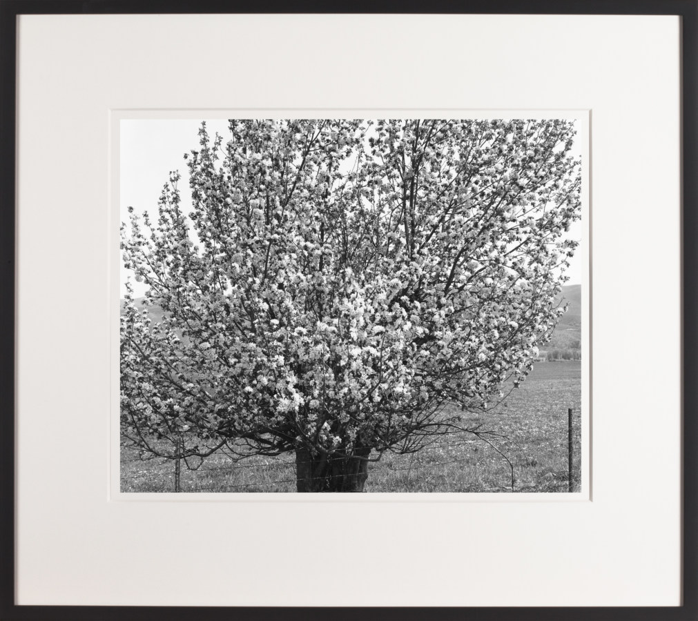 Framed black and white photograph of a tree in bloom.