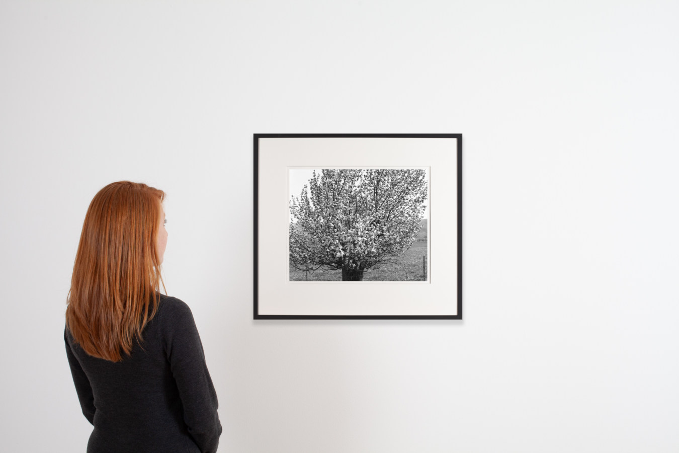 Color image of a person viewing black and white photograph on white wall