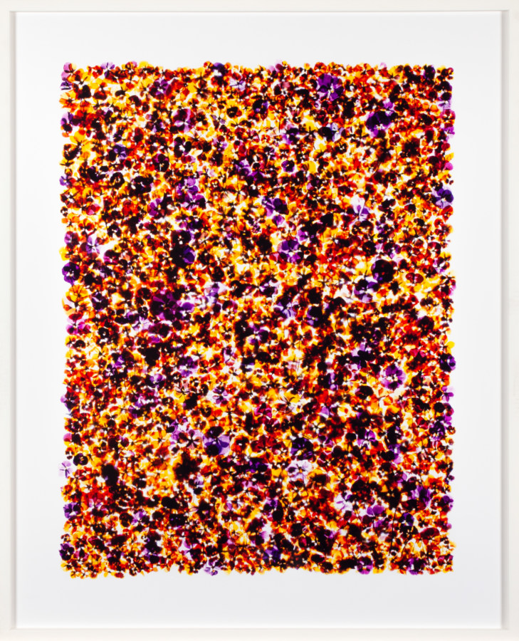 Color image of color photogram depicting warm toned flowers framed in white frame