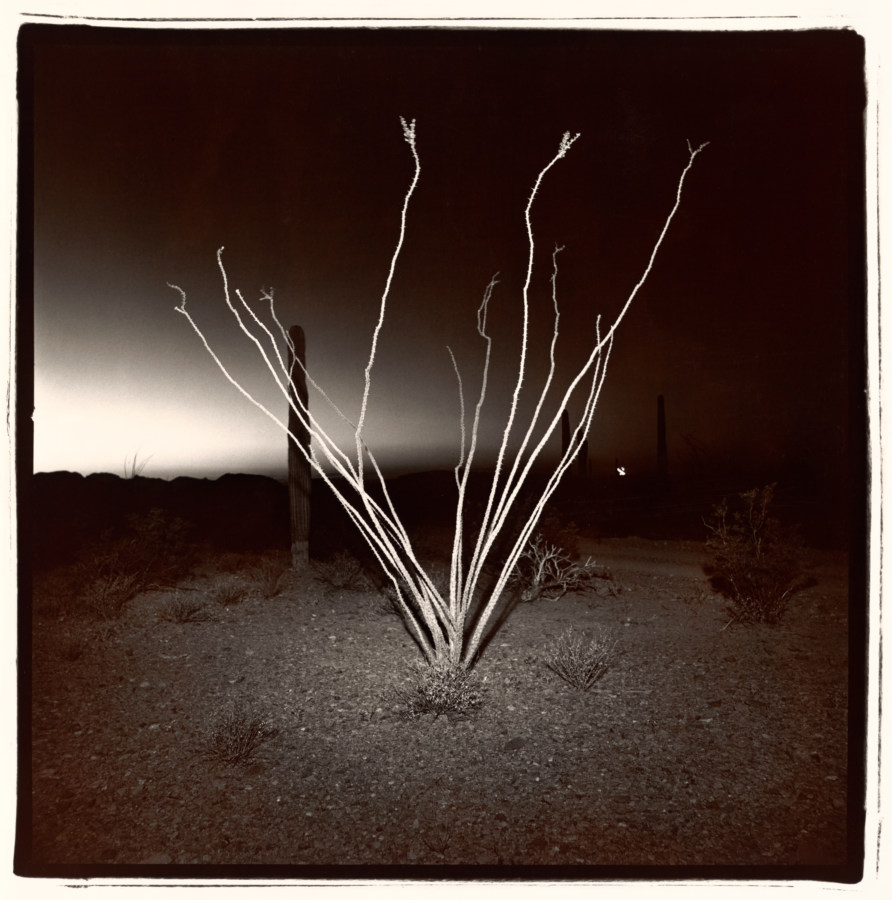 Black and white photograph of a desert scrub at night.