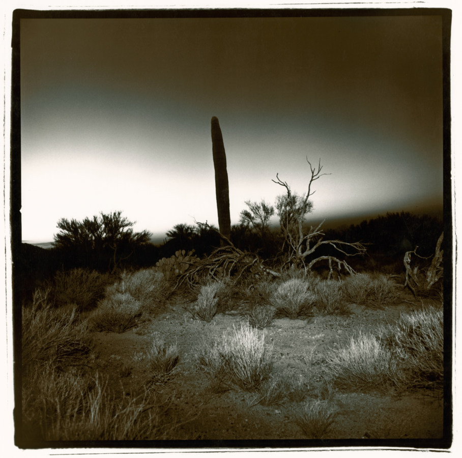 Black and white photograph of a desert cactus at night.