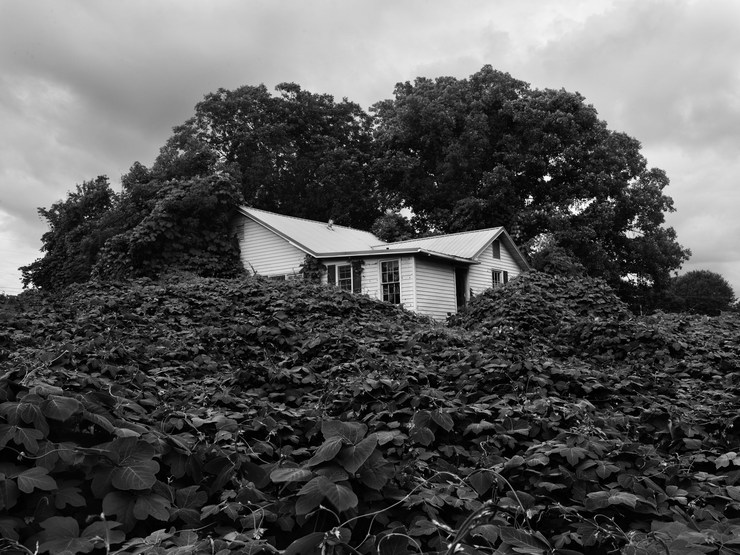 Black and white photograph of house covered in greenery