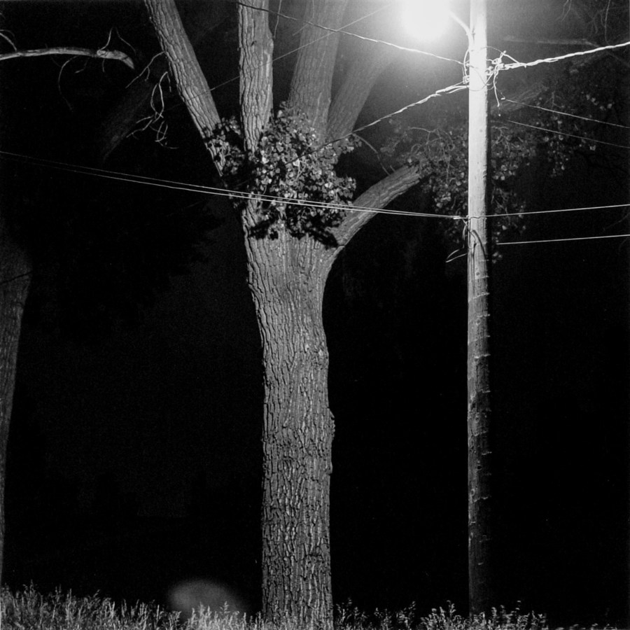 Black and white photographer of a tree and electrical pole at night