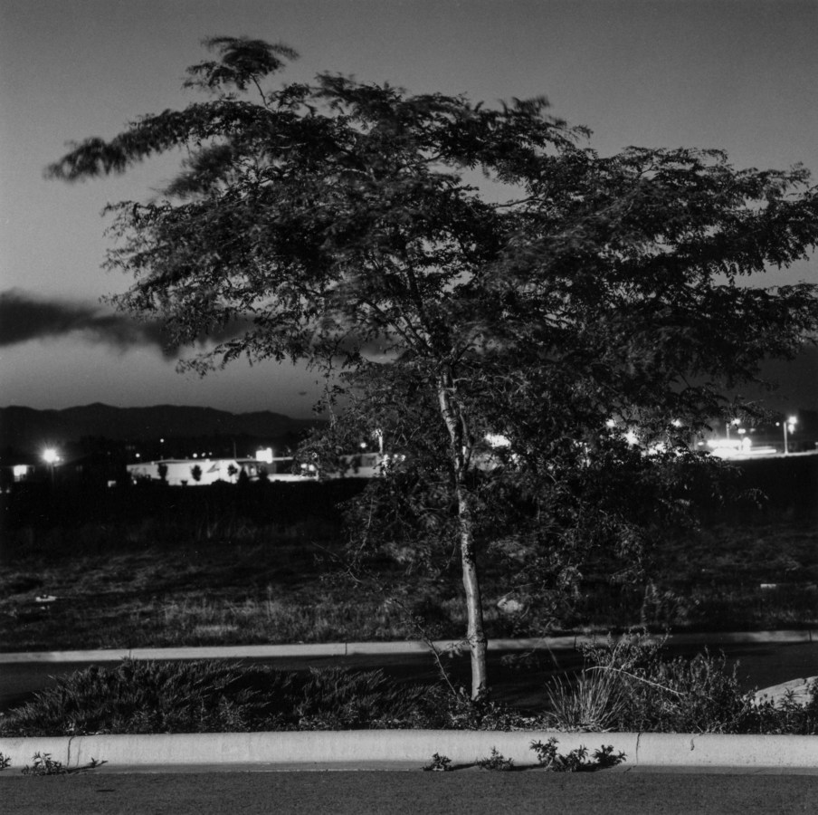 Black and white photograph of tree amongst buildings and homes at night