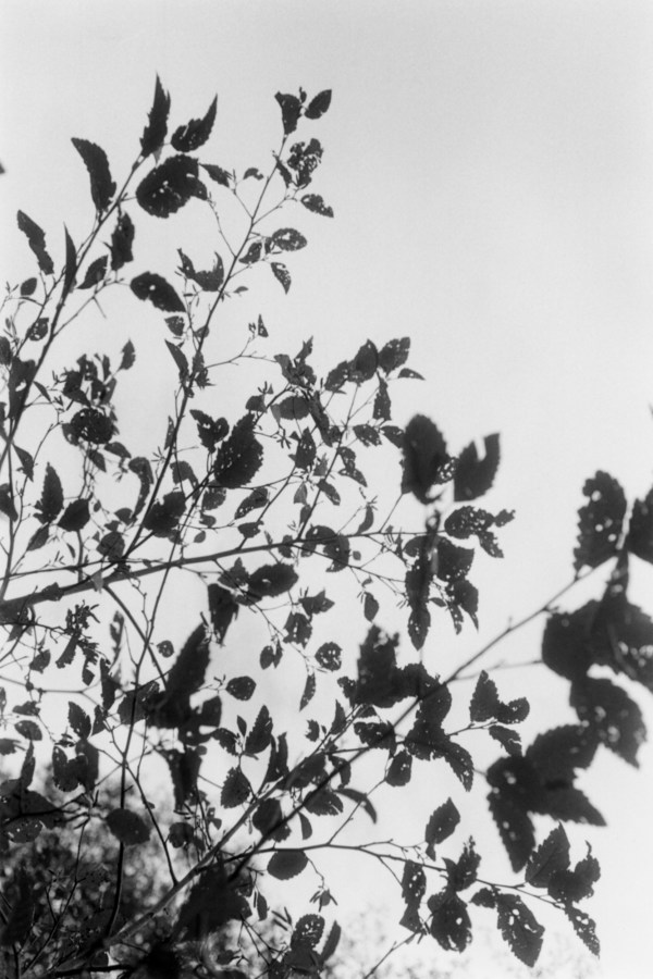Black and white photograph of tree branches and leaves amongst the grey sky