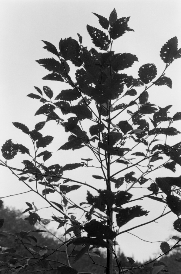 Black and white photograph of tree top with leaves bearing holes amongst grey sky