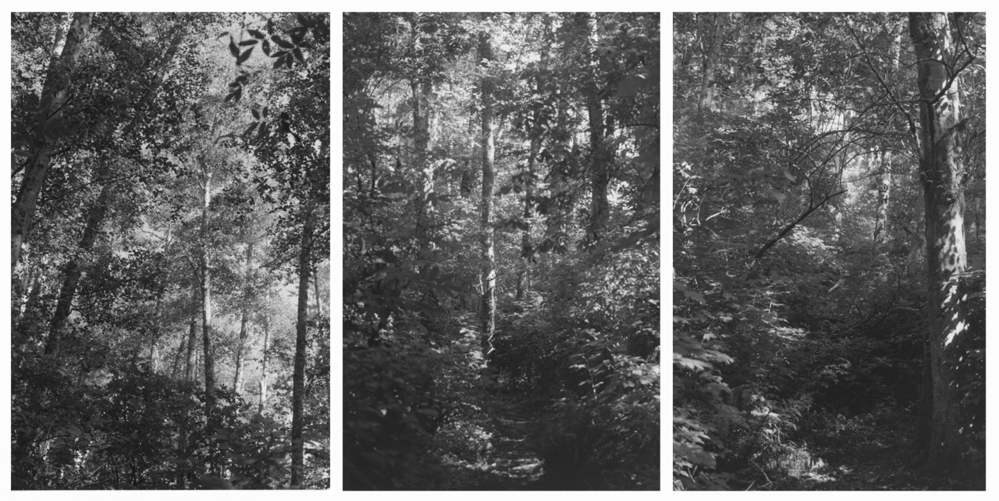 Triptych of black and white photographs of trees and greenery