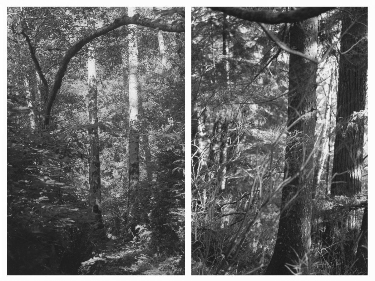 Diptych of black and white photographs of trees and greenery