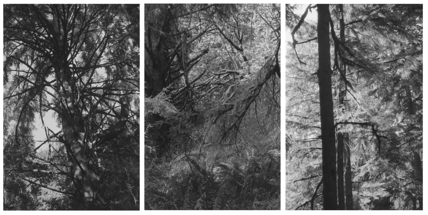 Triptych of black and white photographs of trees and greenery