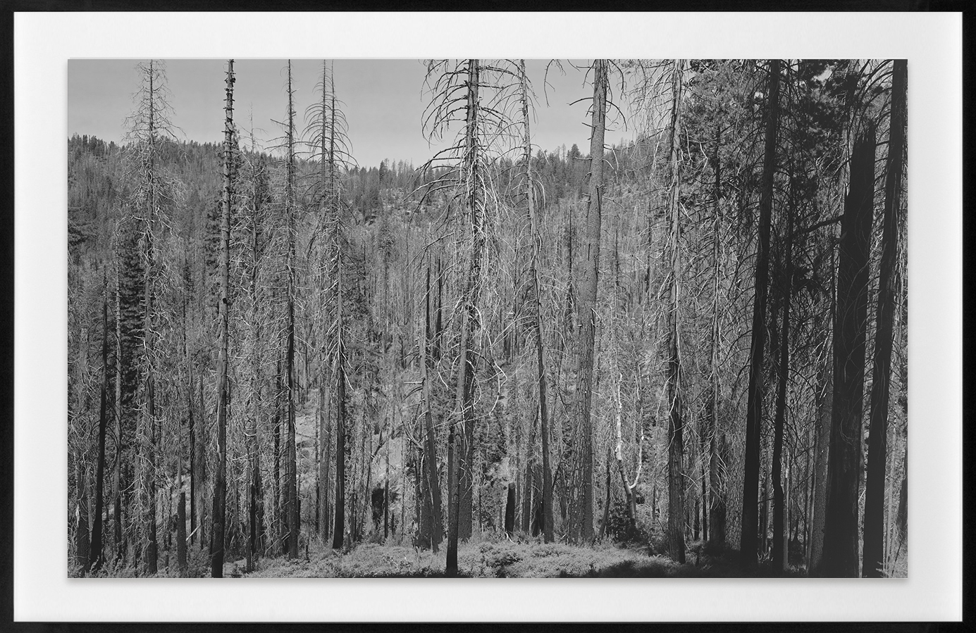 Black and white photograph of tree filled valley framed in black frame
