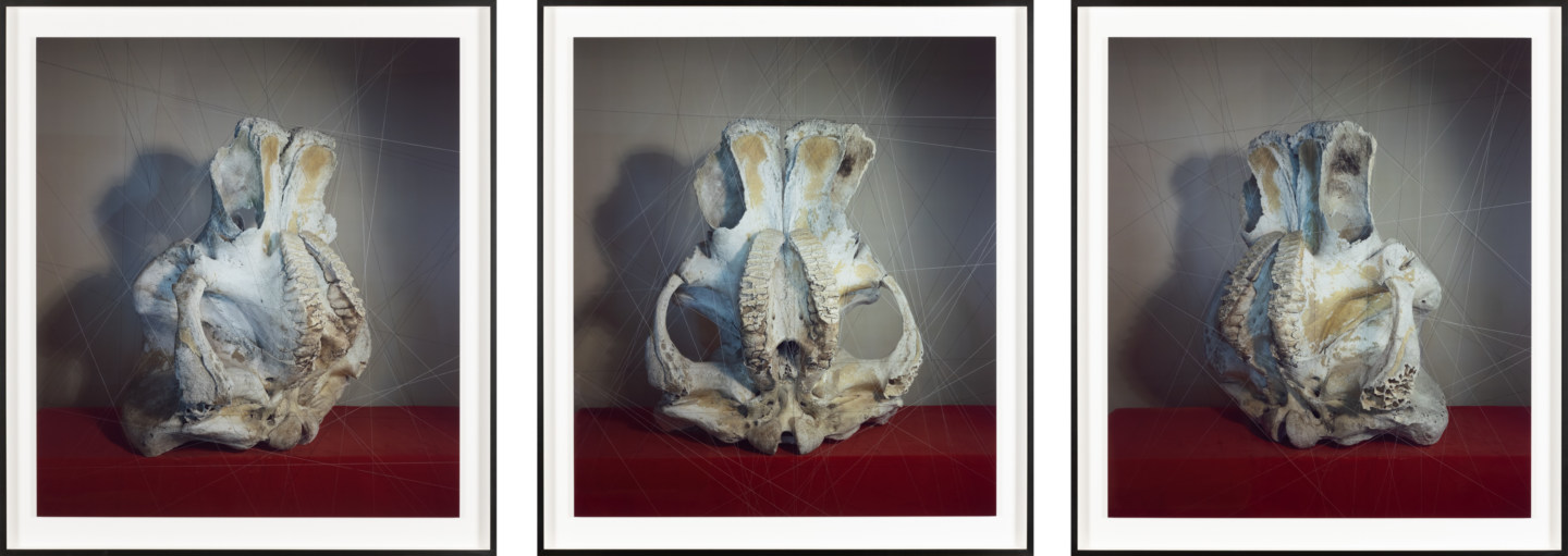 Three framed color photographs of an elephant skull on red plinth surrounded by black and white suspended thread