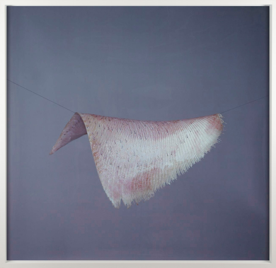 Framed color photograph of a skate wing suspended by black thread framed in white