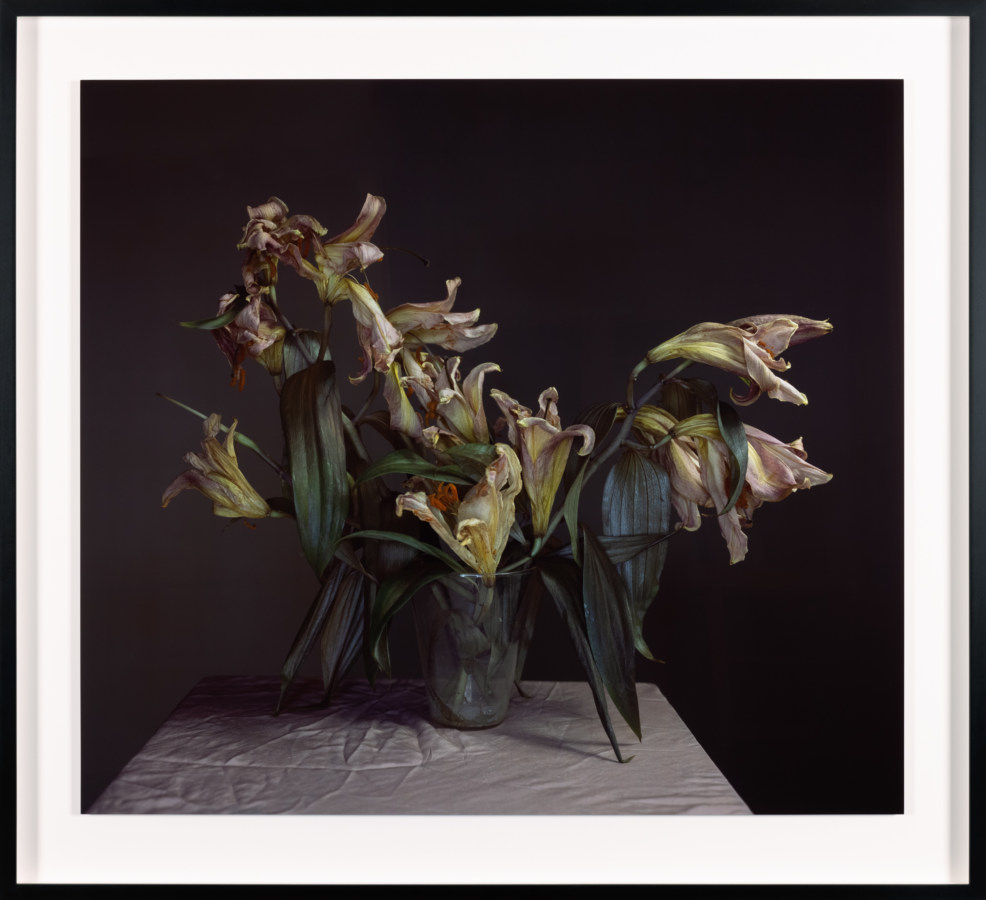Color photograph of decaying lilies in glass on pink plinth