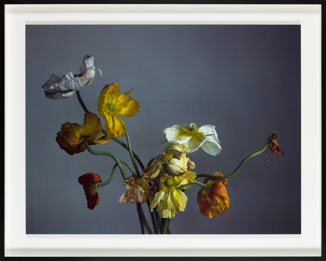 Color photograph of decaying poppies framed in black frame