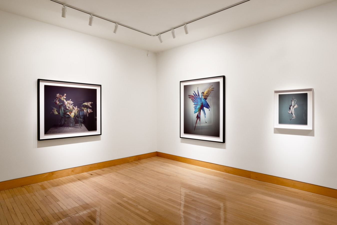 Color image of framed color photographs on white gallery walls