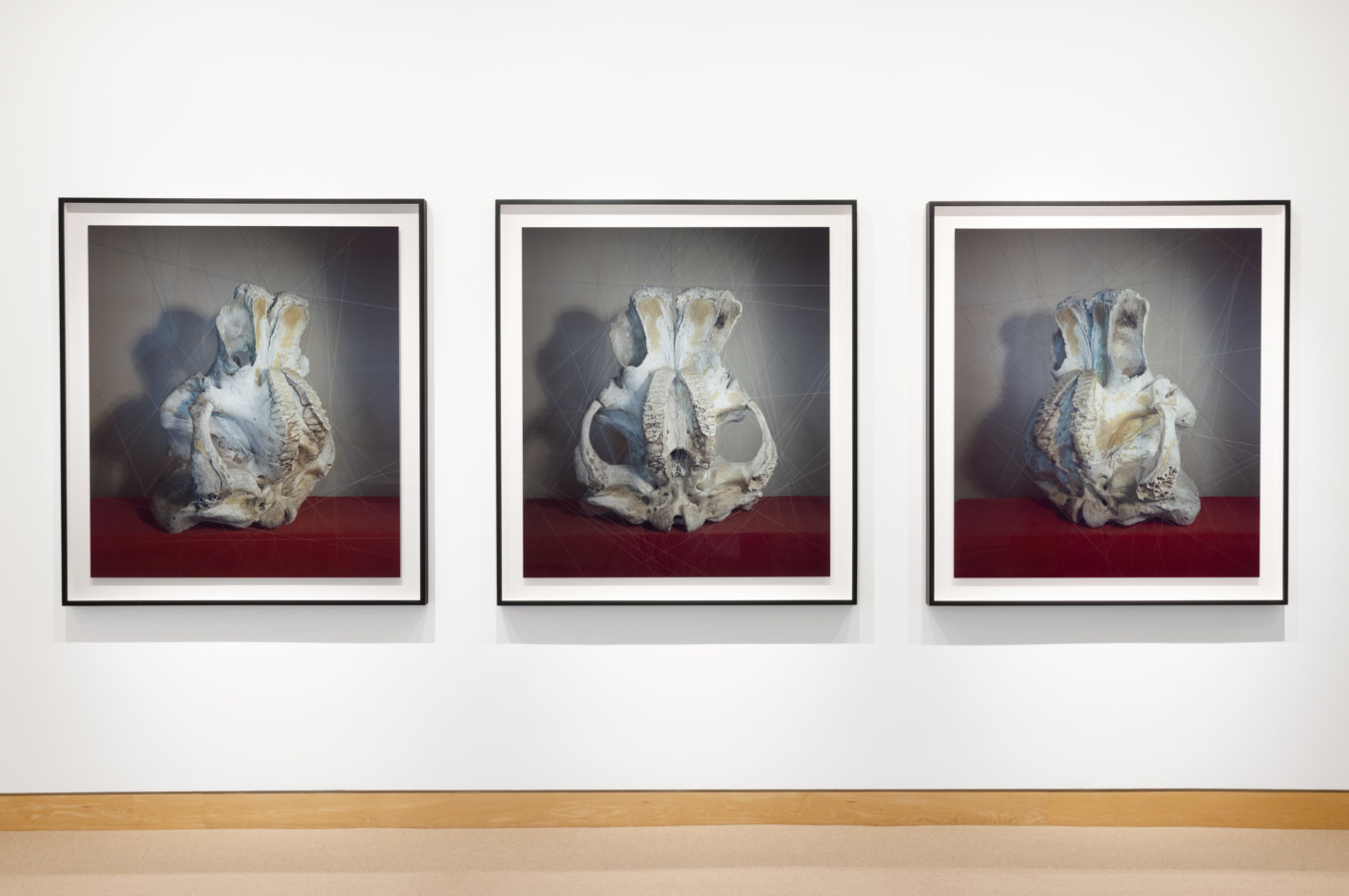 Color image of framed triptych depicting an elephant skull on a red plinth surrounded by suspended threads framed in black on white gallery wall