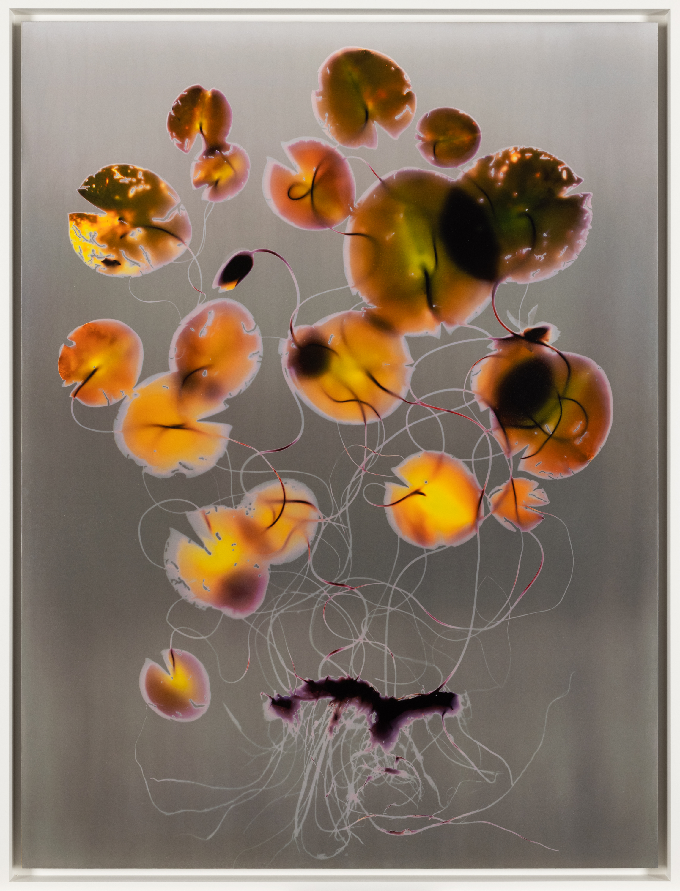 Color photograph of silhouetted water lilies on grey background framed in white