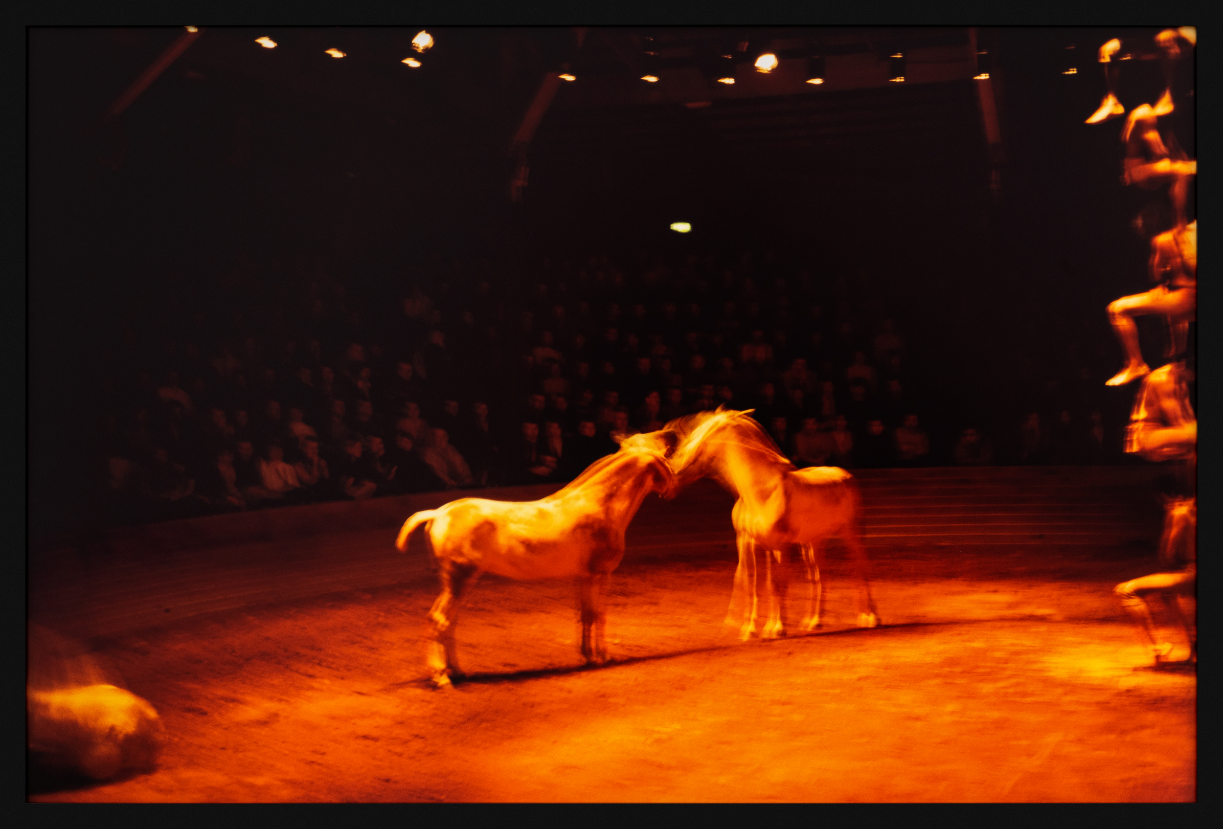 Color image of a color photograph of two horses interacting during a circus performance with a crowd of onlookers framed in black