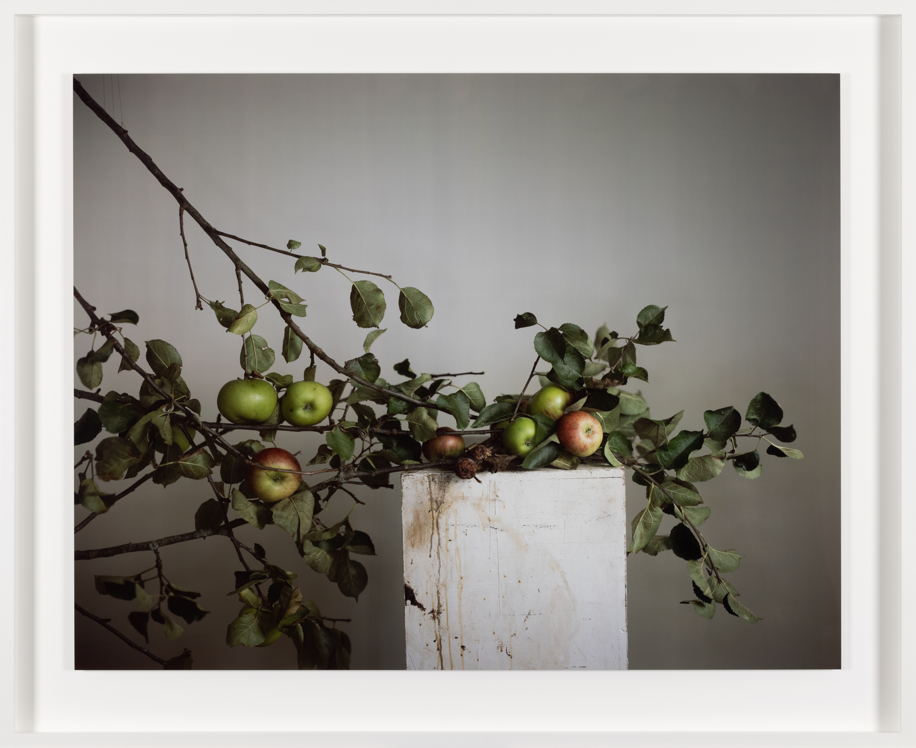 Color photograph of apple branches resting on white pedestal, framed in white
