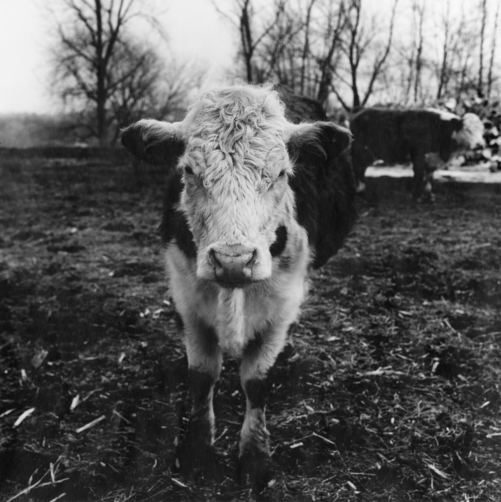 Black and white photograph of a shaggy haired cow outdoors