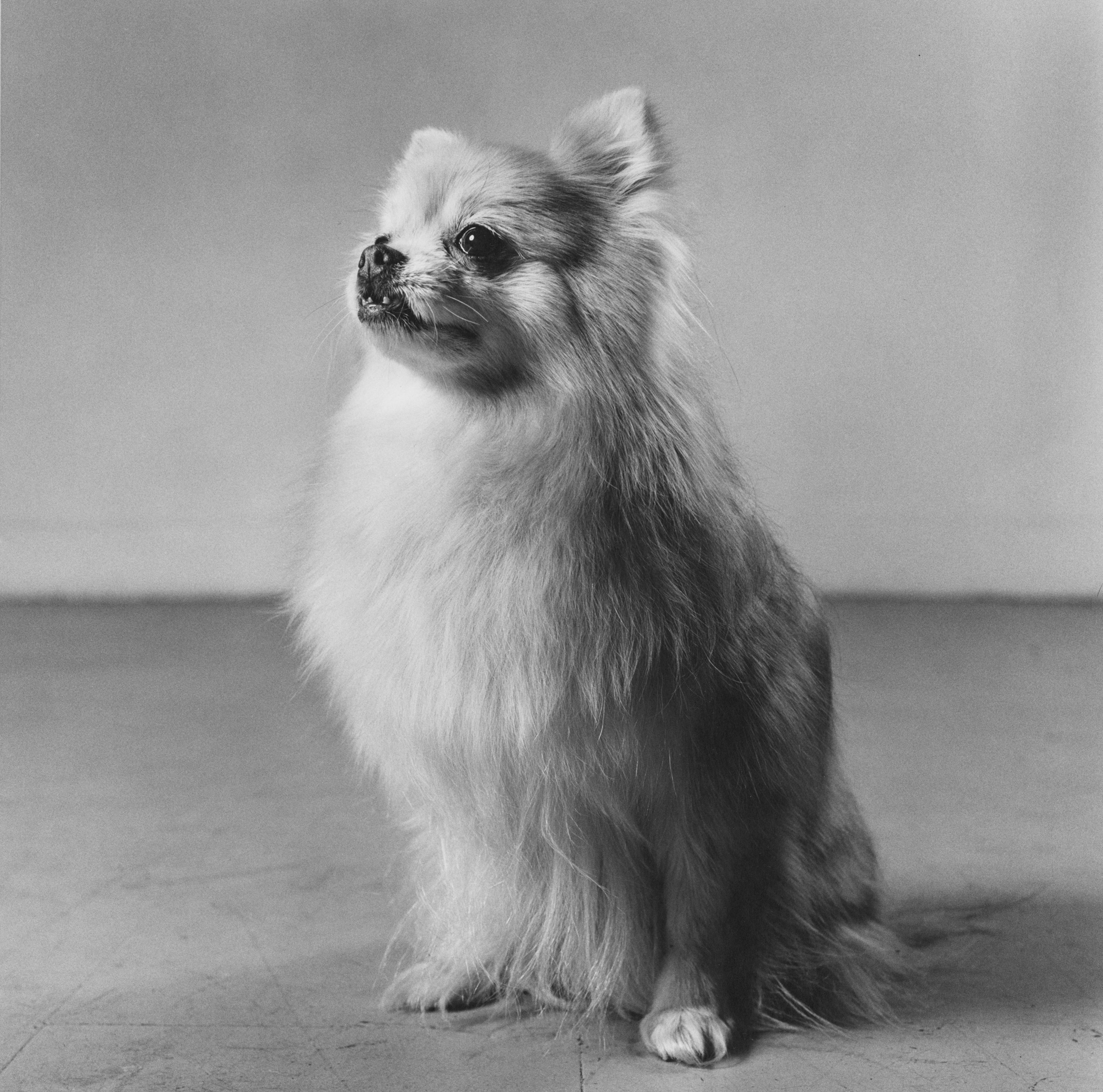 Black and white photograph of a seated dog in the artists studio