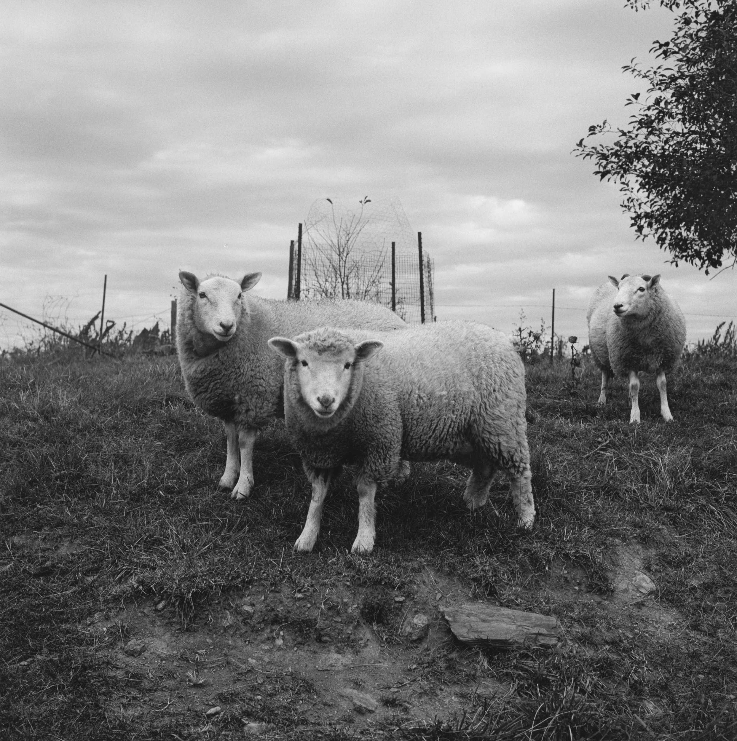 Black and white photograph of three sheep on hill