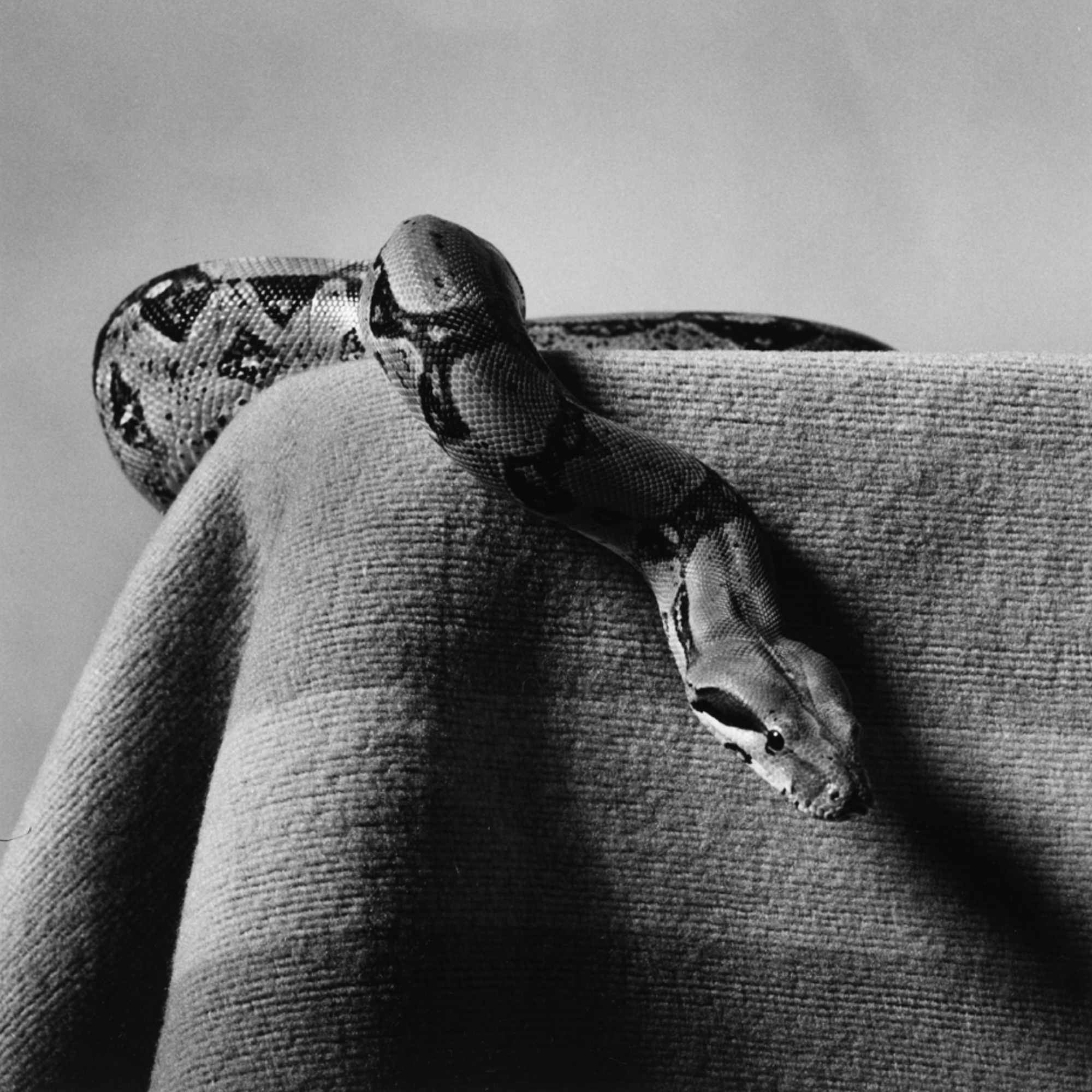 Black and white photograph of a snake on corner of blanket covered table