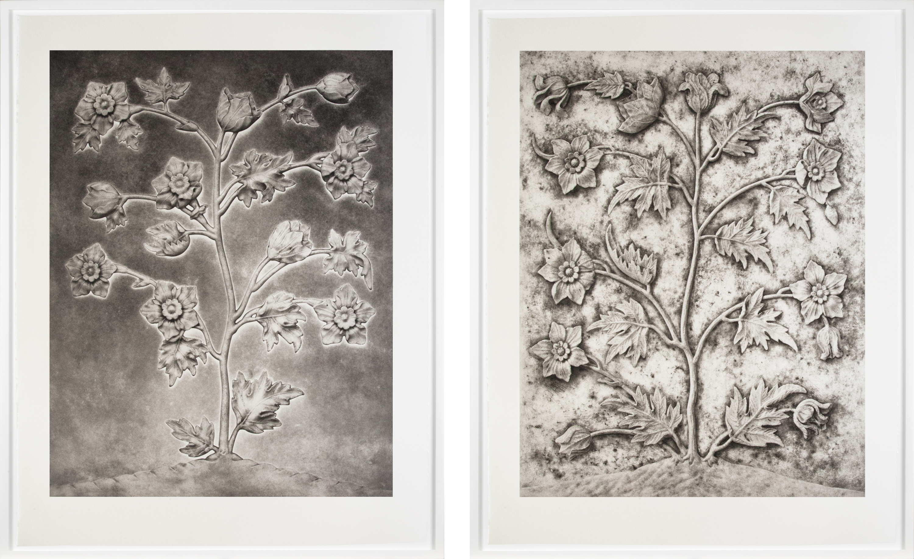 Two framed photogravures, each depicting a floral relief sculpture.