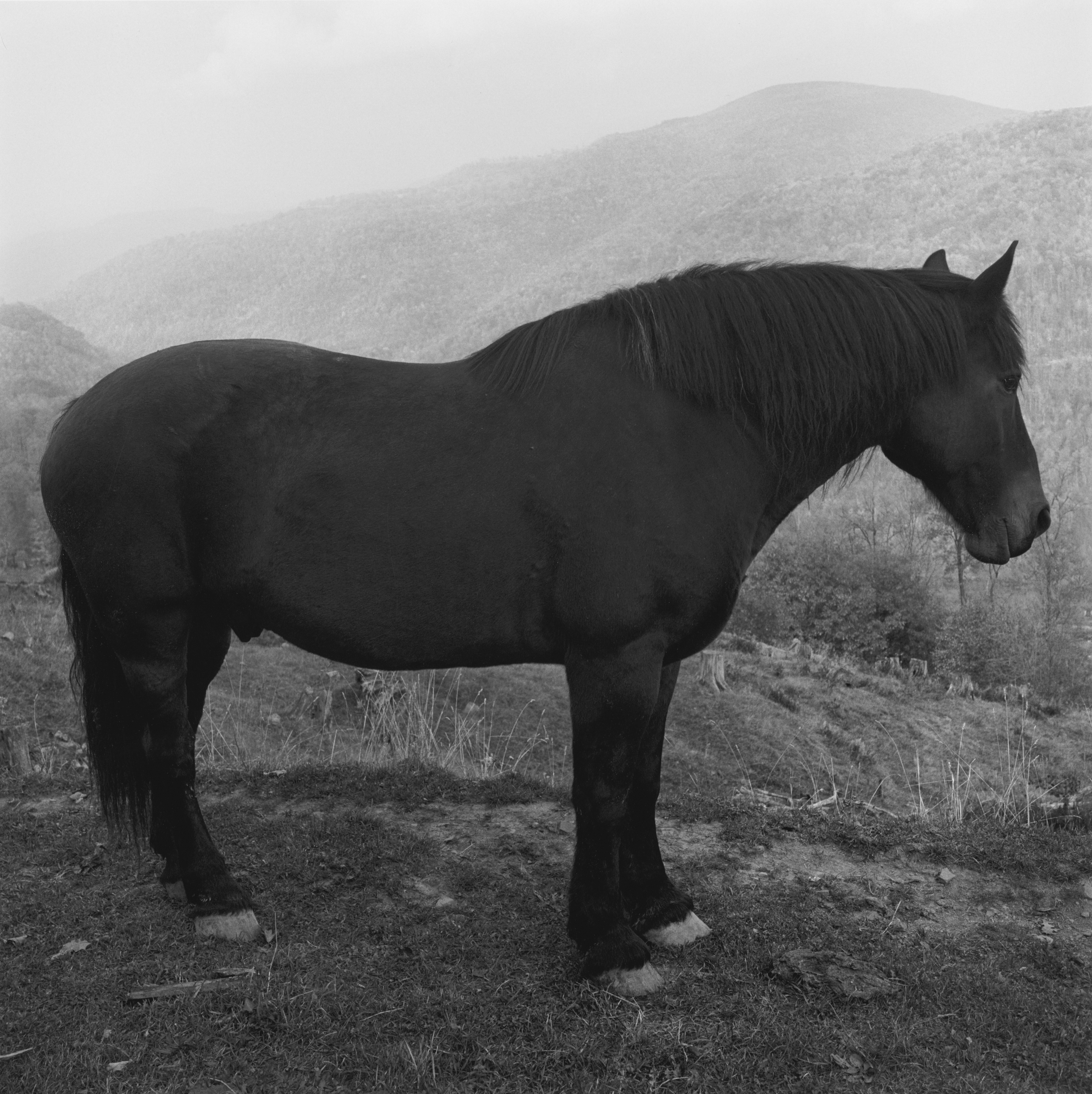 Black and white photograph of a horse from side profile on a hillside