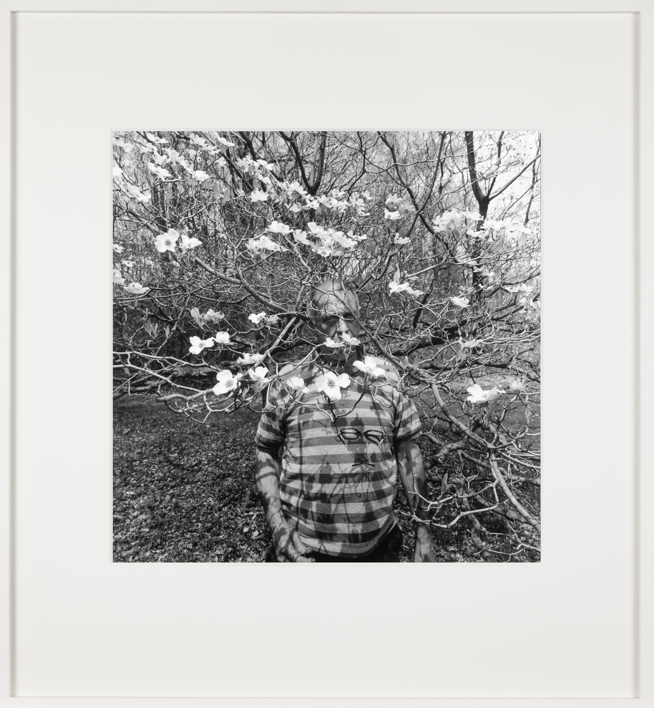 Black and white photograph of a figure standing within a blossomed tree framed in white