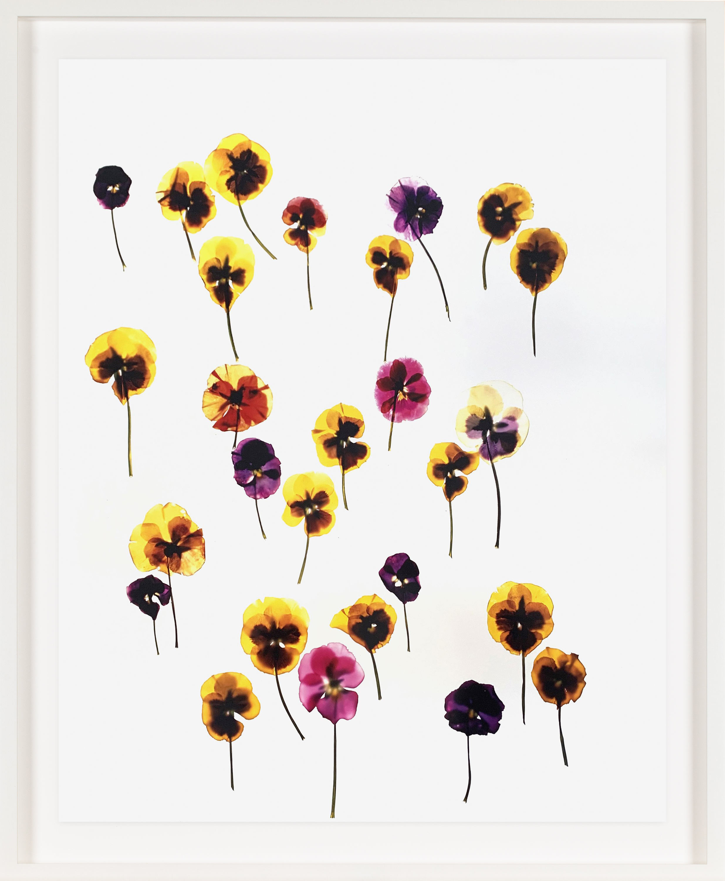 Color image of a color photogram of pressed flowers on a white background framed in white