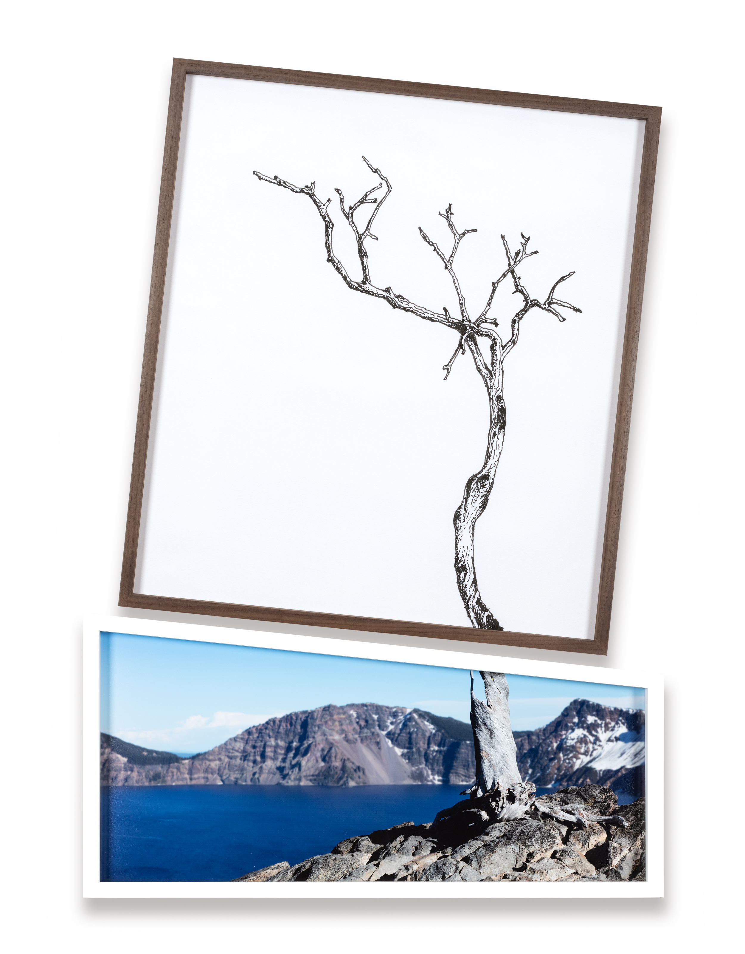 Color image of a diptych depicting a bare tree amongst the landscape with the top half being an illustration against white background and the bottom half a color photograph