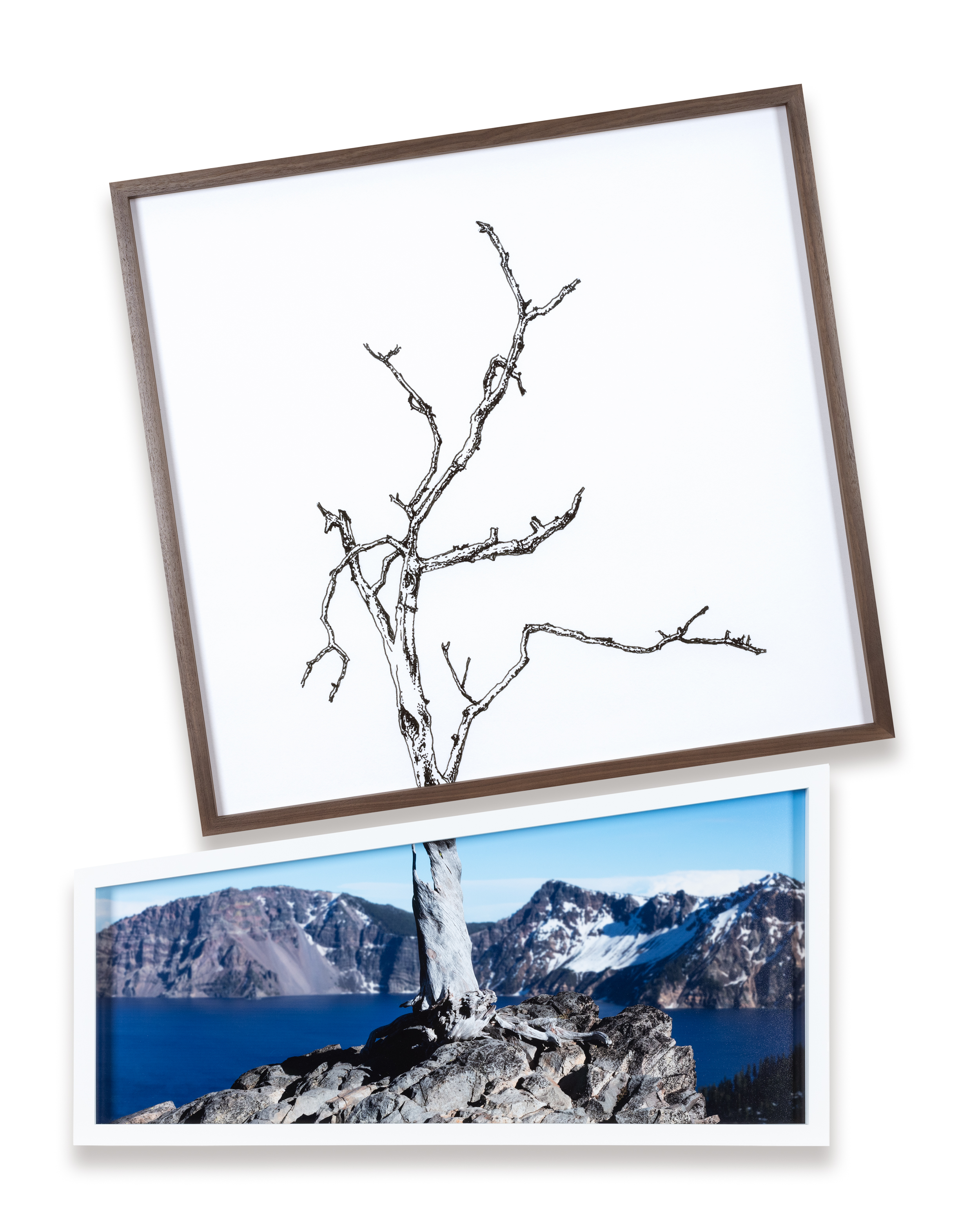 Color image of a diptych depicting a bare tree amongst the landscape with the top half being an illustration against white background and the bottom half a color photograph