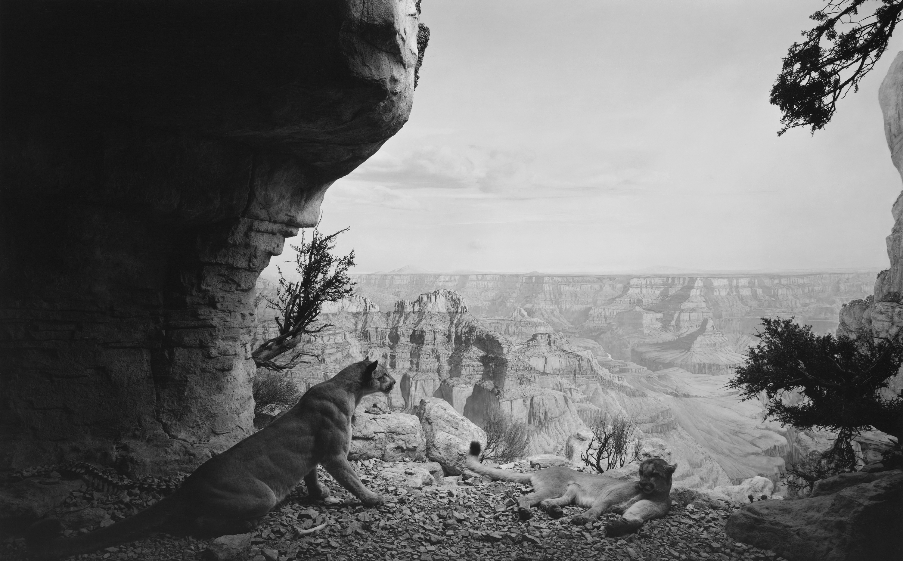 Black and white photograph of a diorama depicting two mountain lions resting within an enclave in the Grand Canyon
