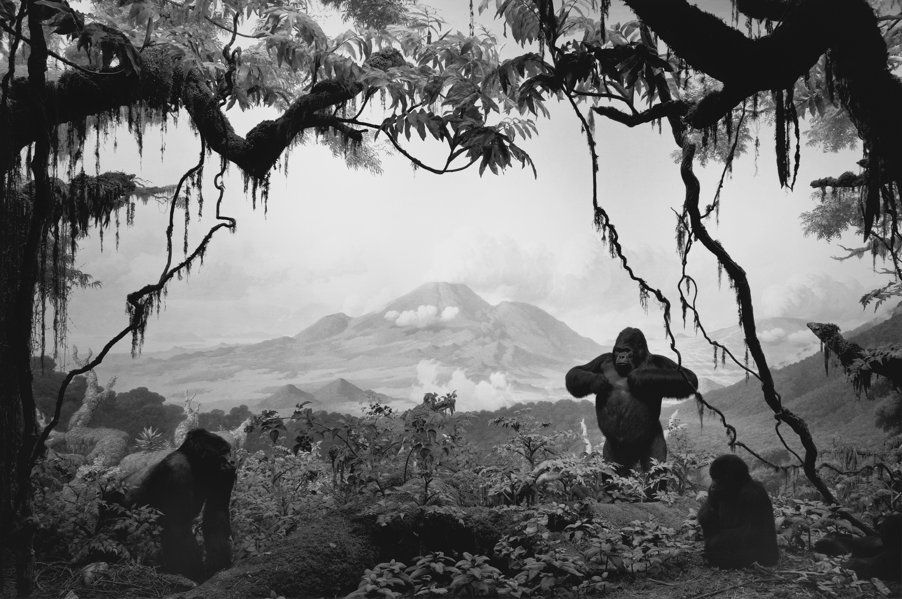 Black and white photograph of a diorama depicting three gorillas within a verdant jungle with a mountain range on the horizon